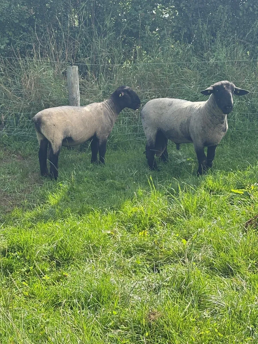 Suffolks rams - Image 2