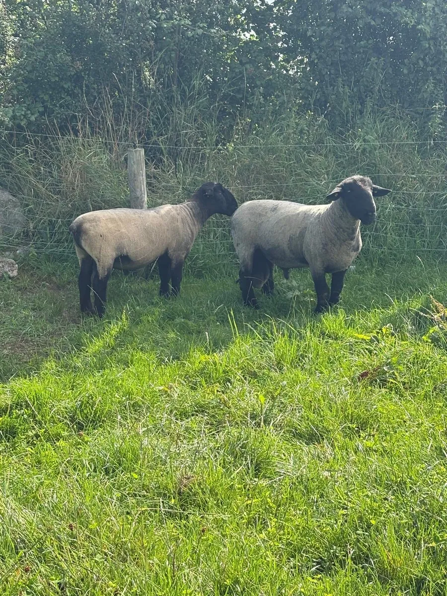 Suffolks rams - Image 1