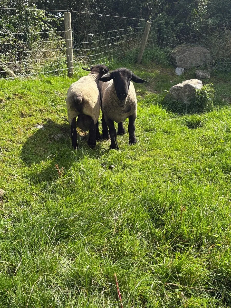 Suffolks rams - Image 4