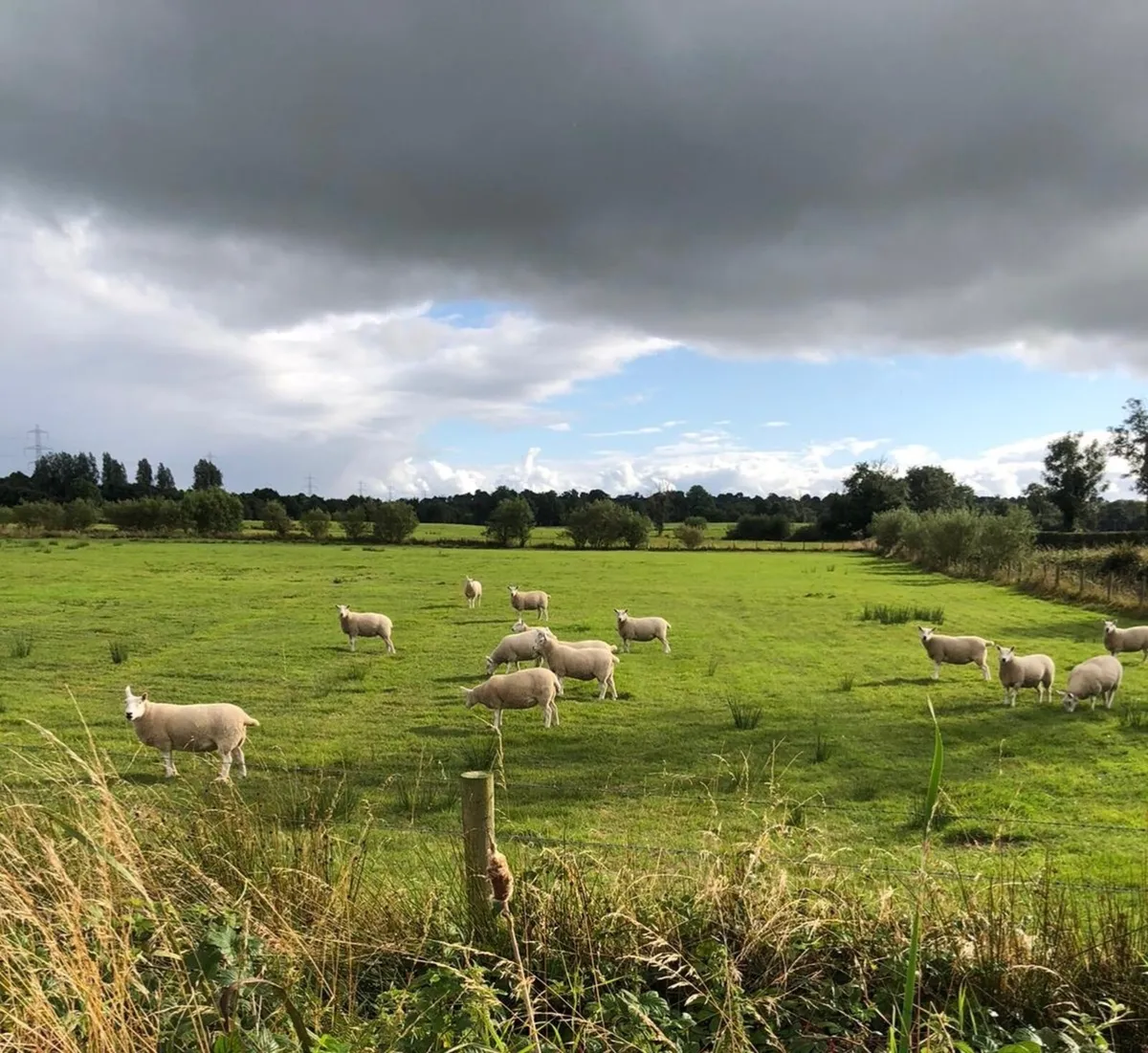 Sheep - Image 1