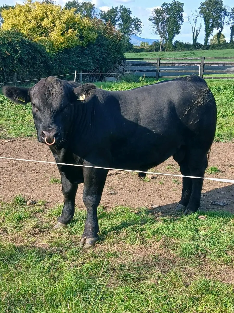 Pedigree Angus Bulls 🔥 - Image 1