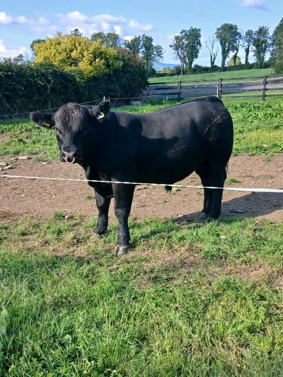 Pedigree Angus Bulls 🔥 - Image 2