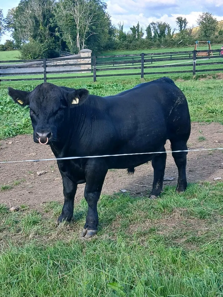 Pedigree Angus Bulls 🔥 - Image 3