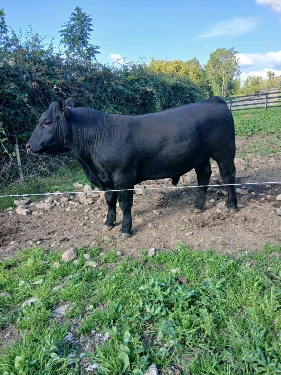 Pedigree Angus Bulls 🔥 - Image 4