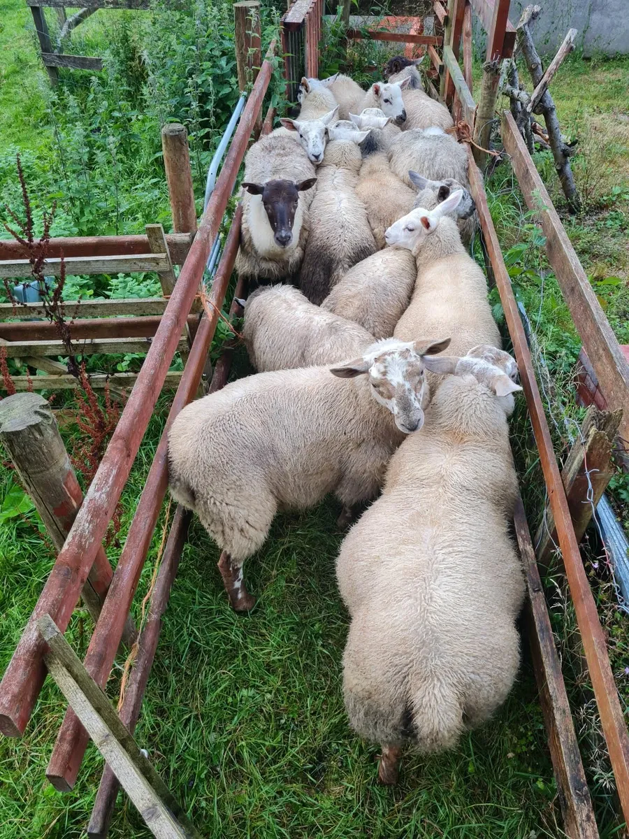 Lambs - Image 2