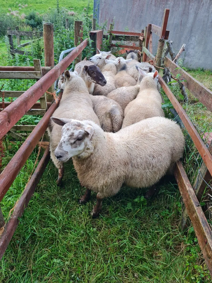 Lambs - Image 1