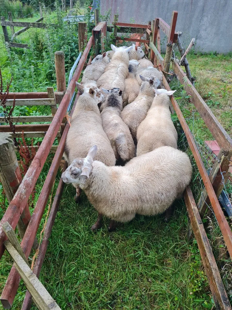 Lambs - Image 3