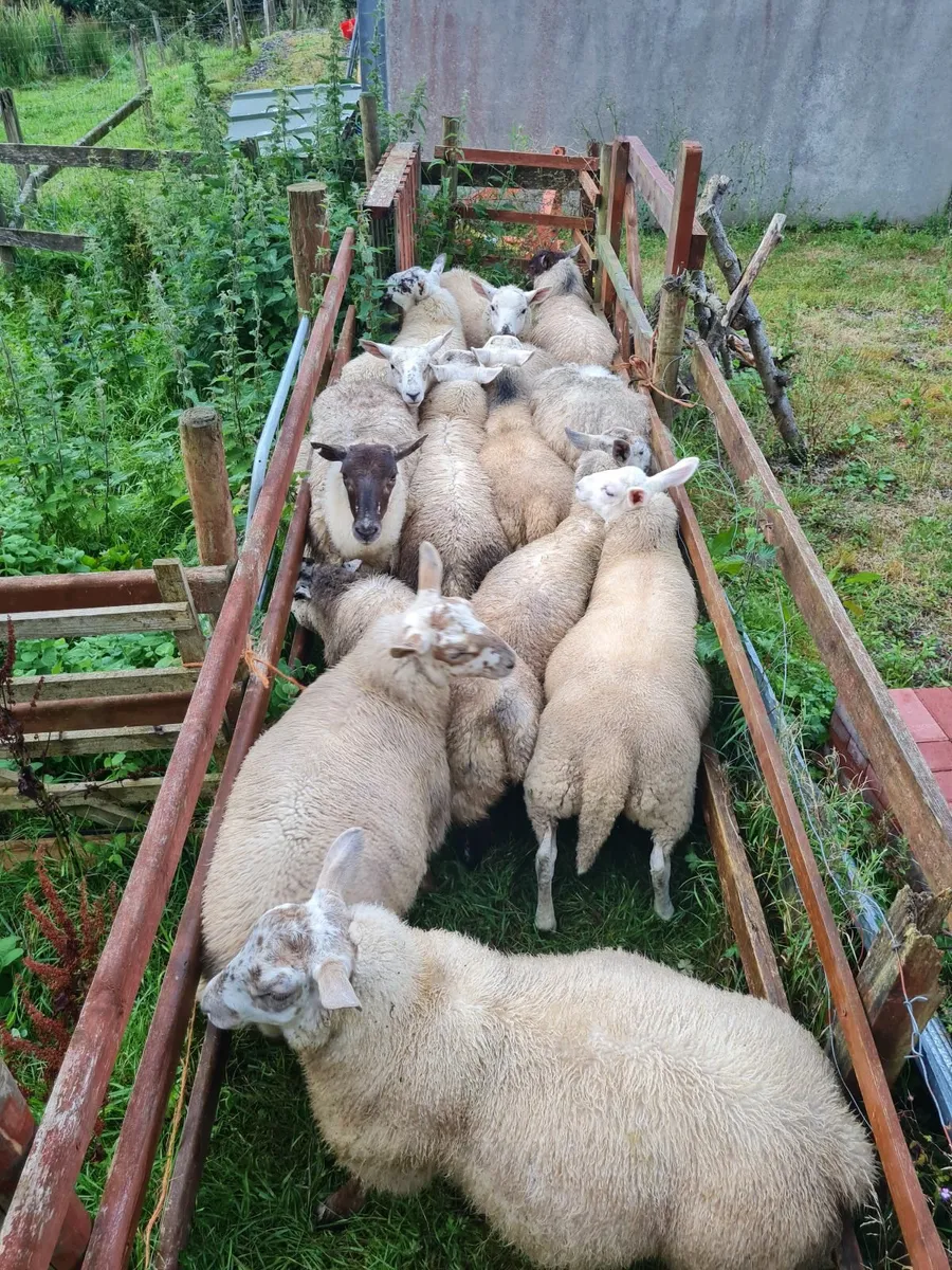 Lambs - Image 4