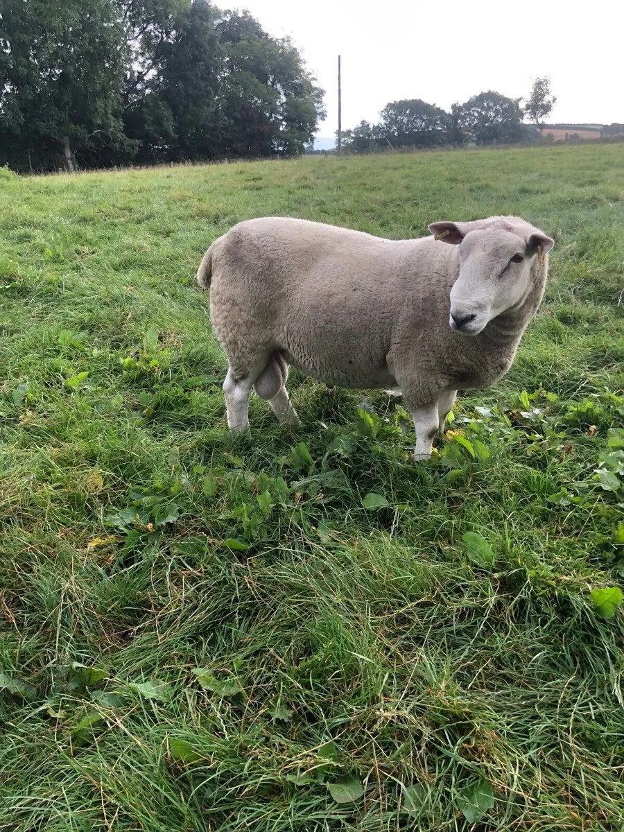 Sheep - Image 1