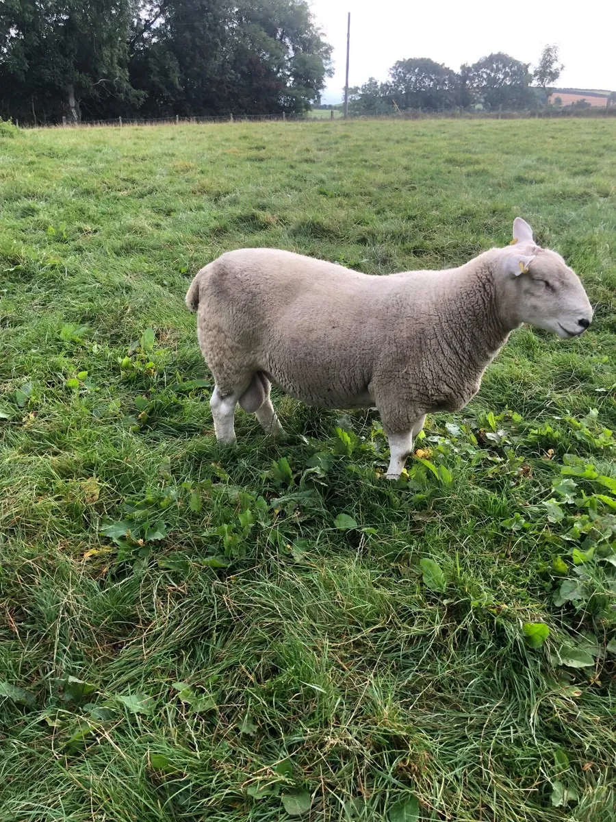 Sheep - Image 2