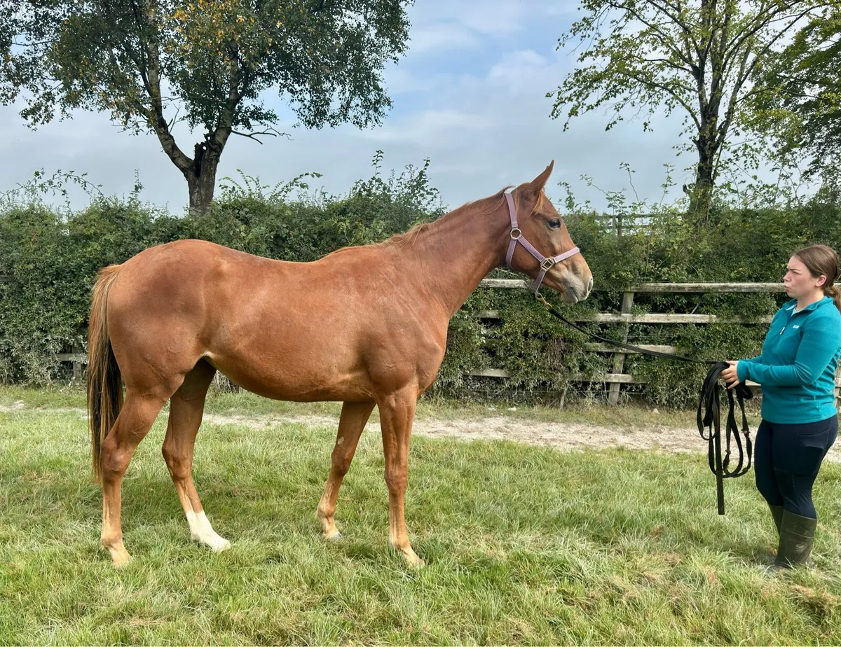 Two tb fillies for sale (2 year olds) - Image 1