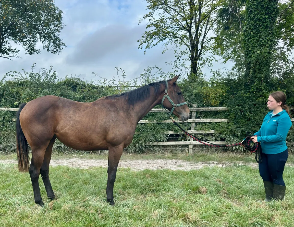 Two tb fillies for sale (2 year olds) - Image 2