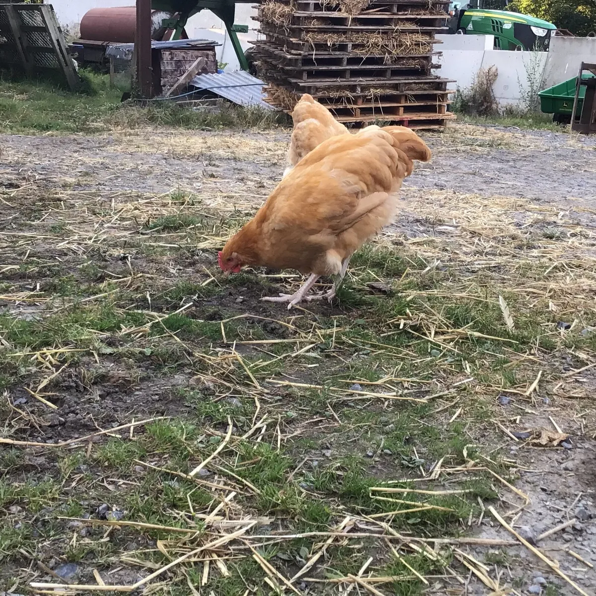 Buff Orpington roosters - Image 2