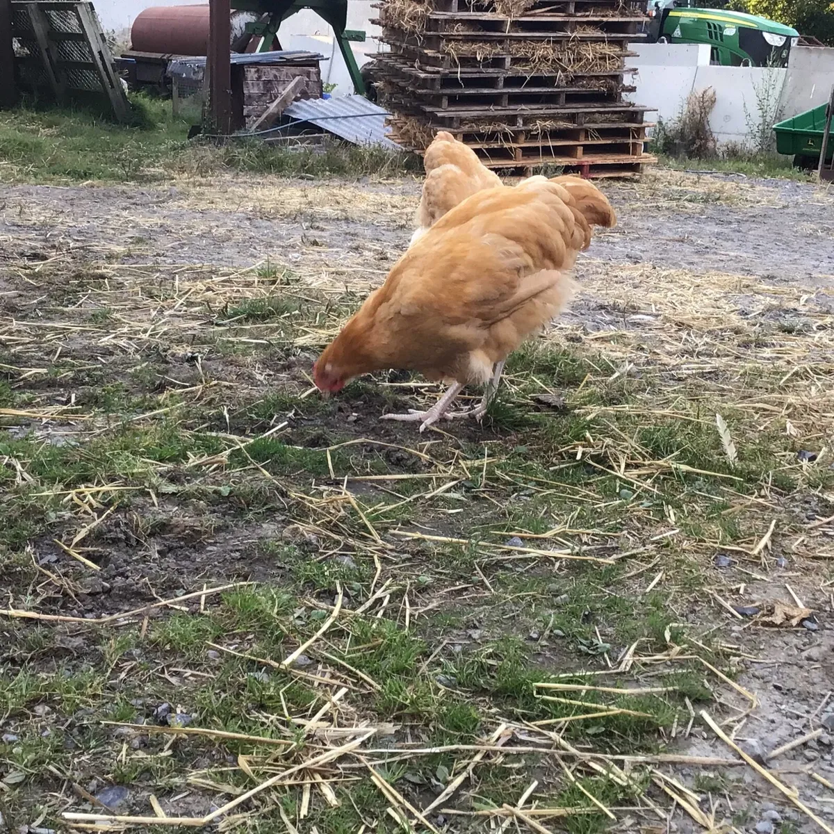 Buff Orpington roosters - Image 3