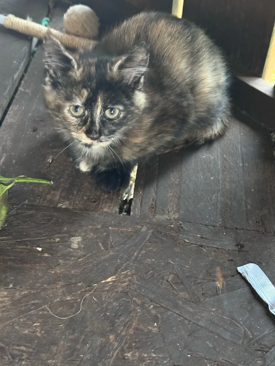Kittens - Image 2