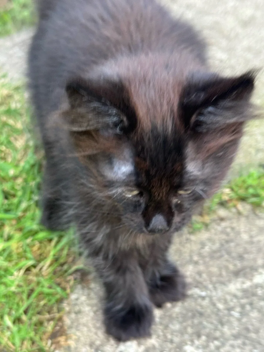 Kittens - Image 3