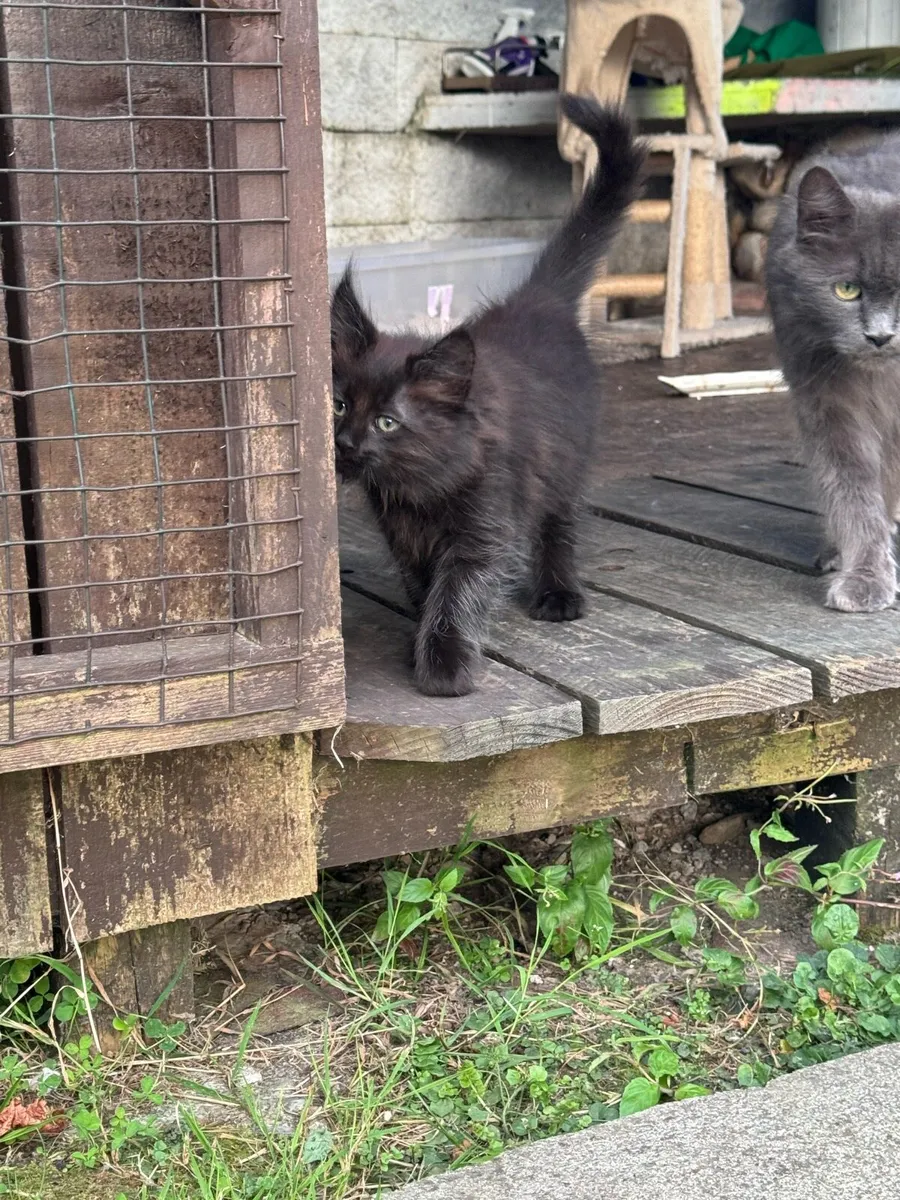 Kittens - Image 4