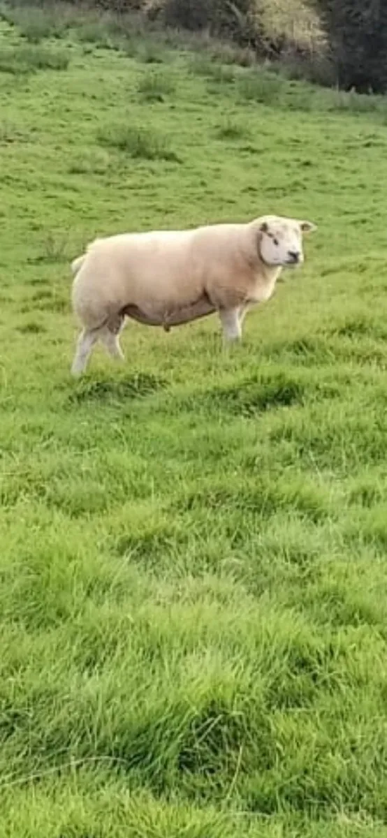 PB texel ram