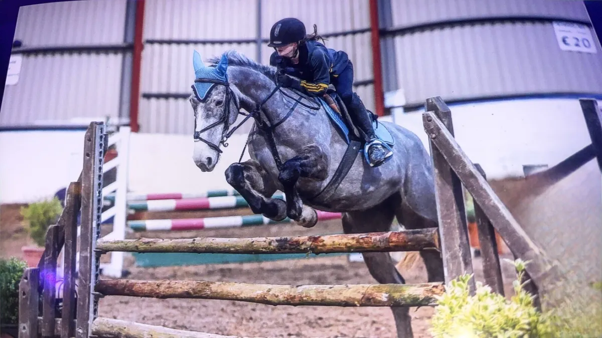 8 year old 148 pony. - Image 1