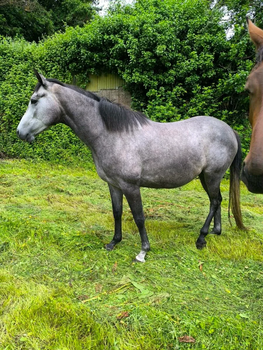 Filly - Image 2