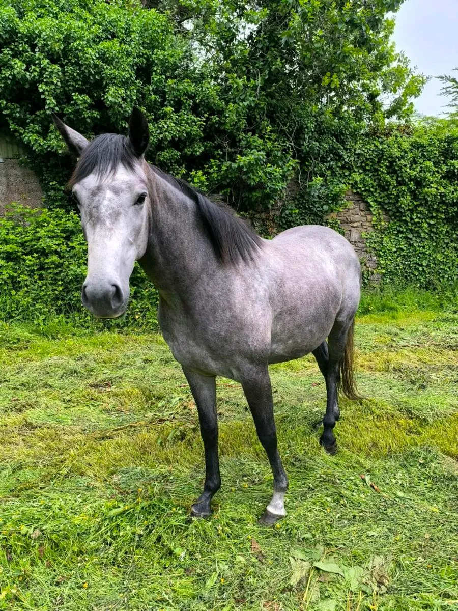 Filly - Image 1