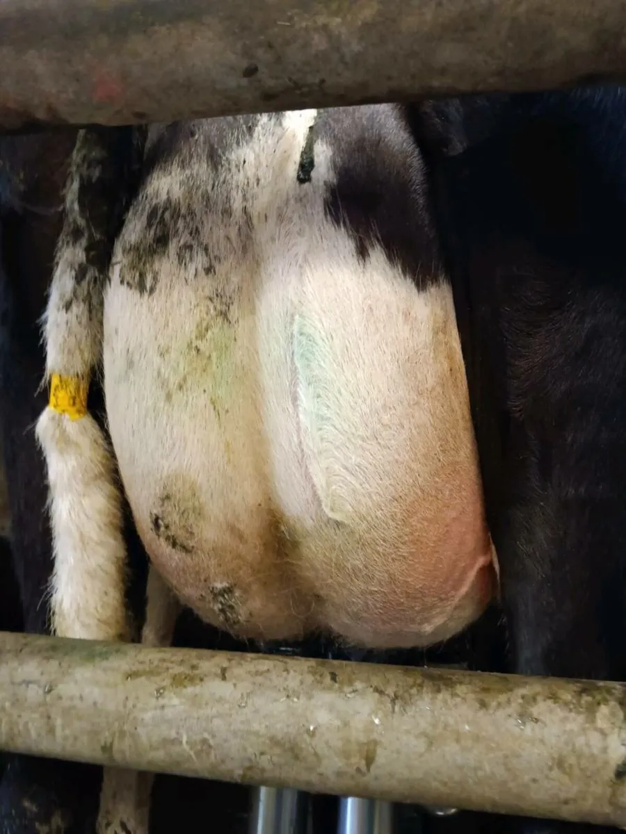 14 Empty cows +5 late calvers - Image 1