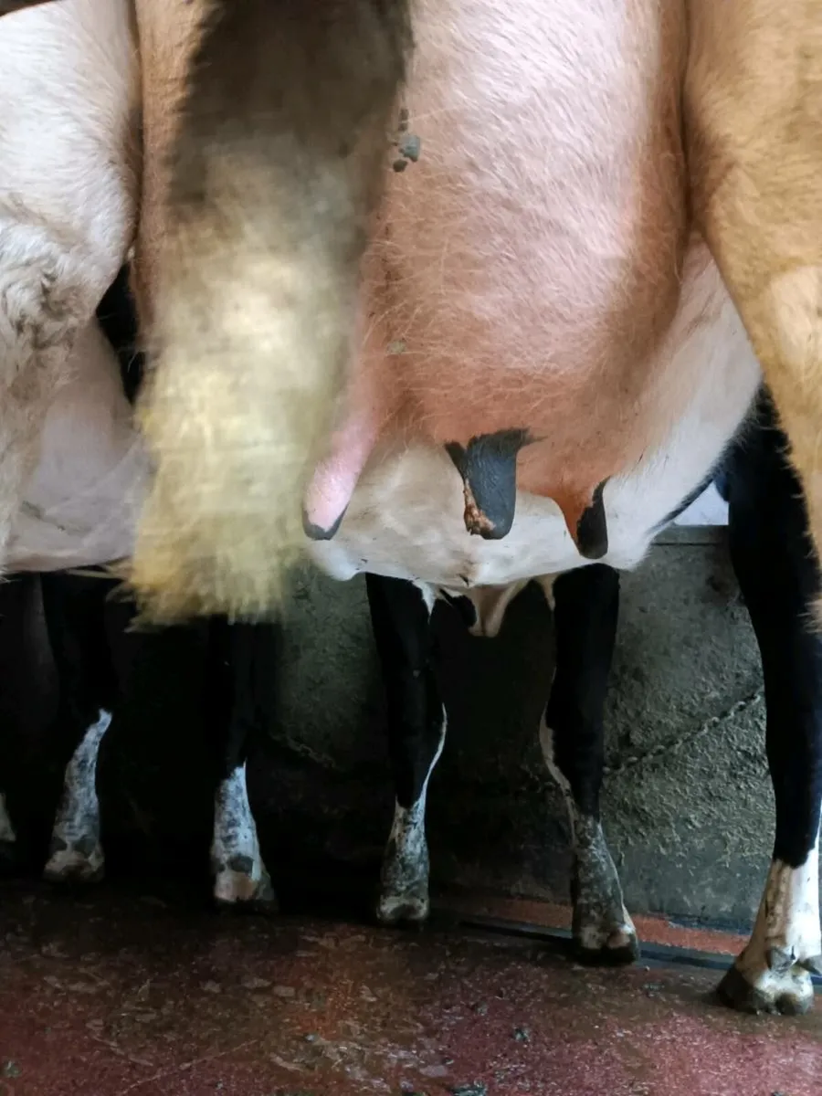 14 Empty cows +5 late calvers - Image 2