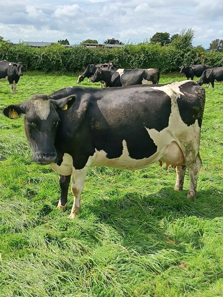 14 Empty cows +5 late calvers - Image 3