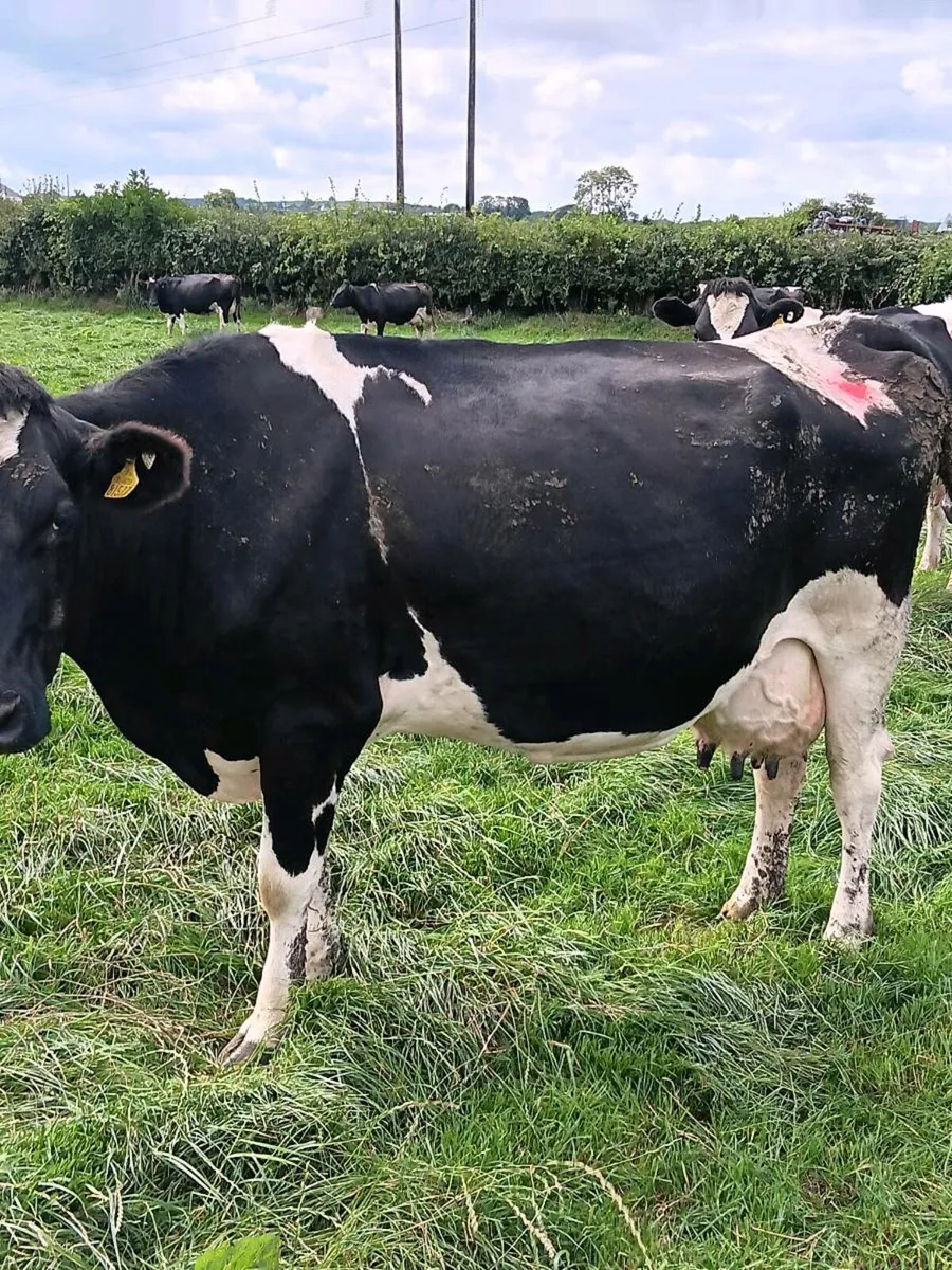 14 Empty cows +5 late calvers - Image 4