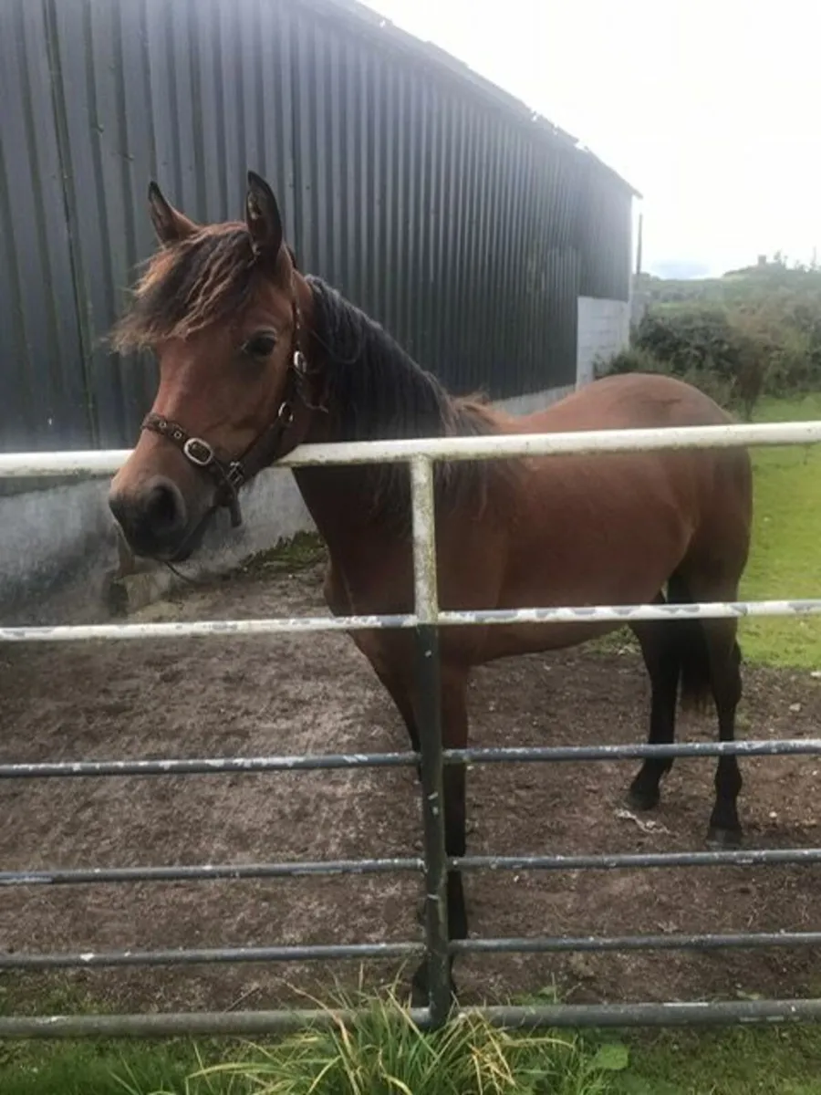 Registered Connemara Filly Yearling - Image 1