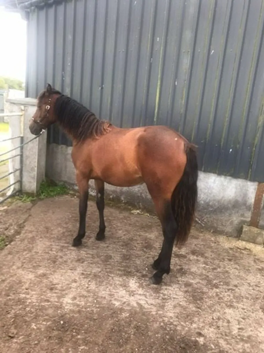 Registered Connemara Filly Yearling - Image 3