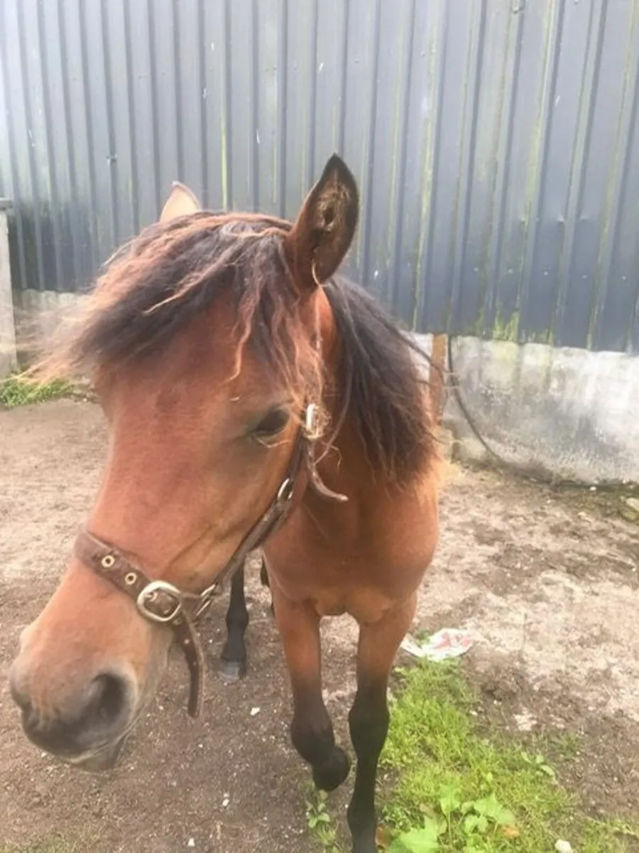 Registered Connemara Filly Yearling - Image 4