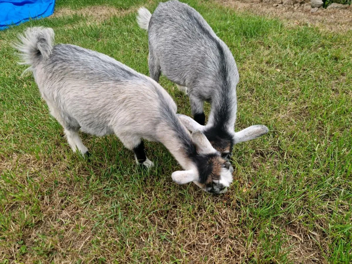 Pygmy goats - Image 1