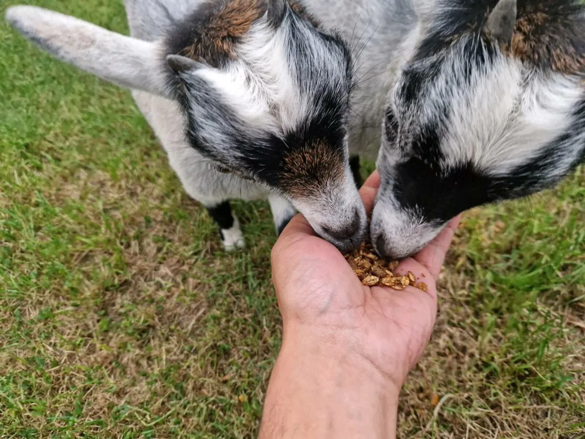Pygmy goats - Image 2