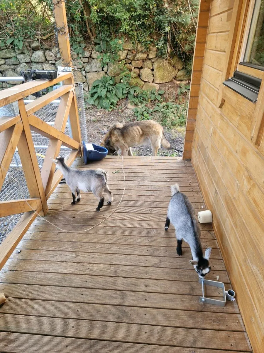 Pygmy goats - Image 3