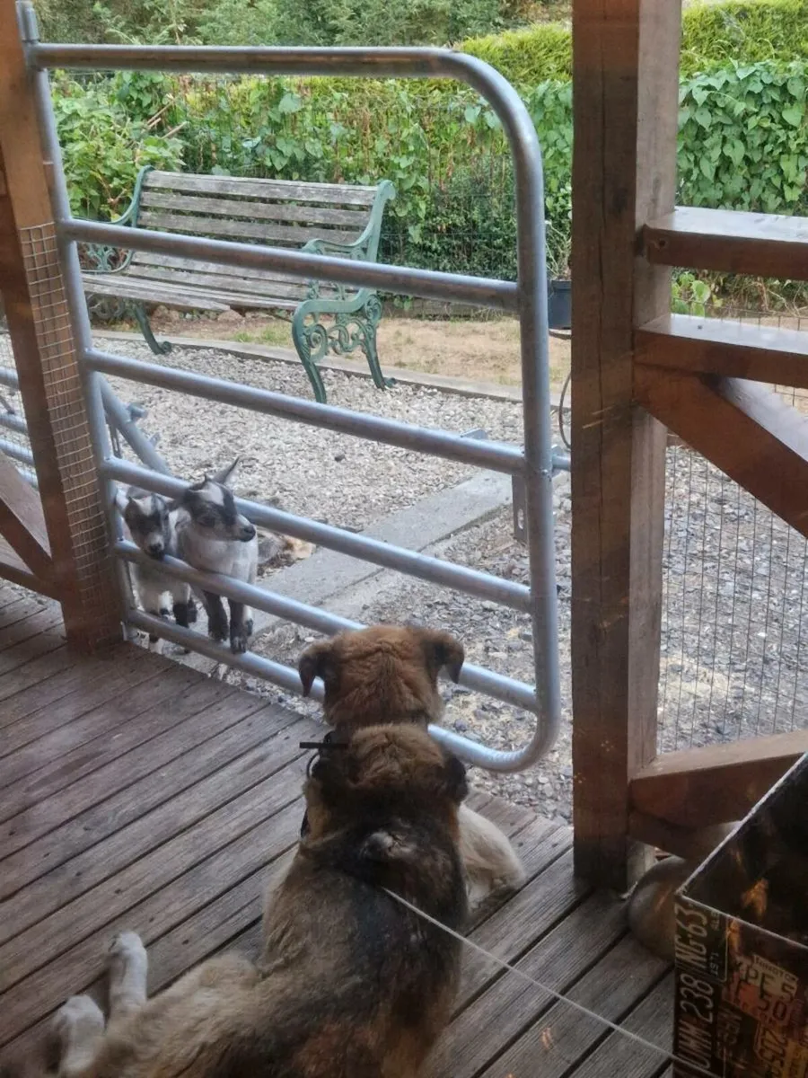 Pygmy goats - Image 4