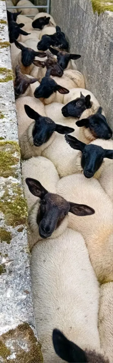Quantity of Ewe Lambs - Image 2