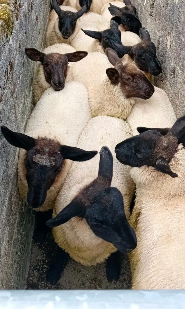 Quantity of Ewe Lambs - Image 3