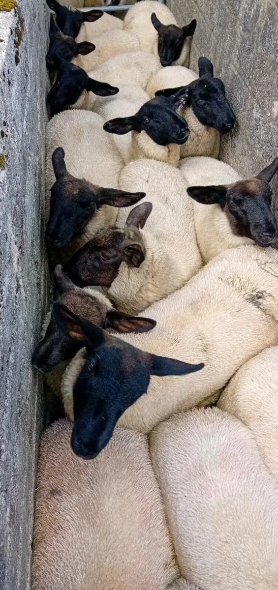 Quantity of Ewe Lambs - Image 1