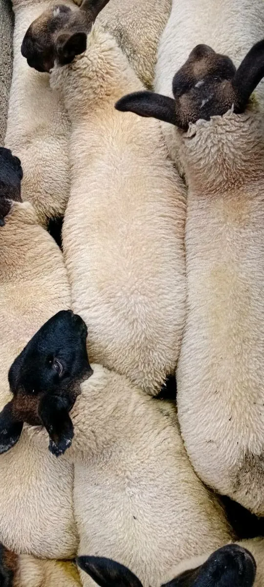 Quantity of Ewe Lambs - Image 4