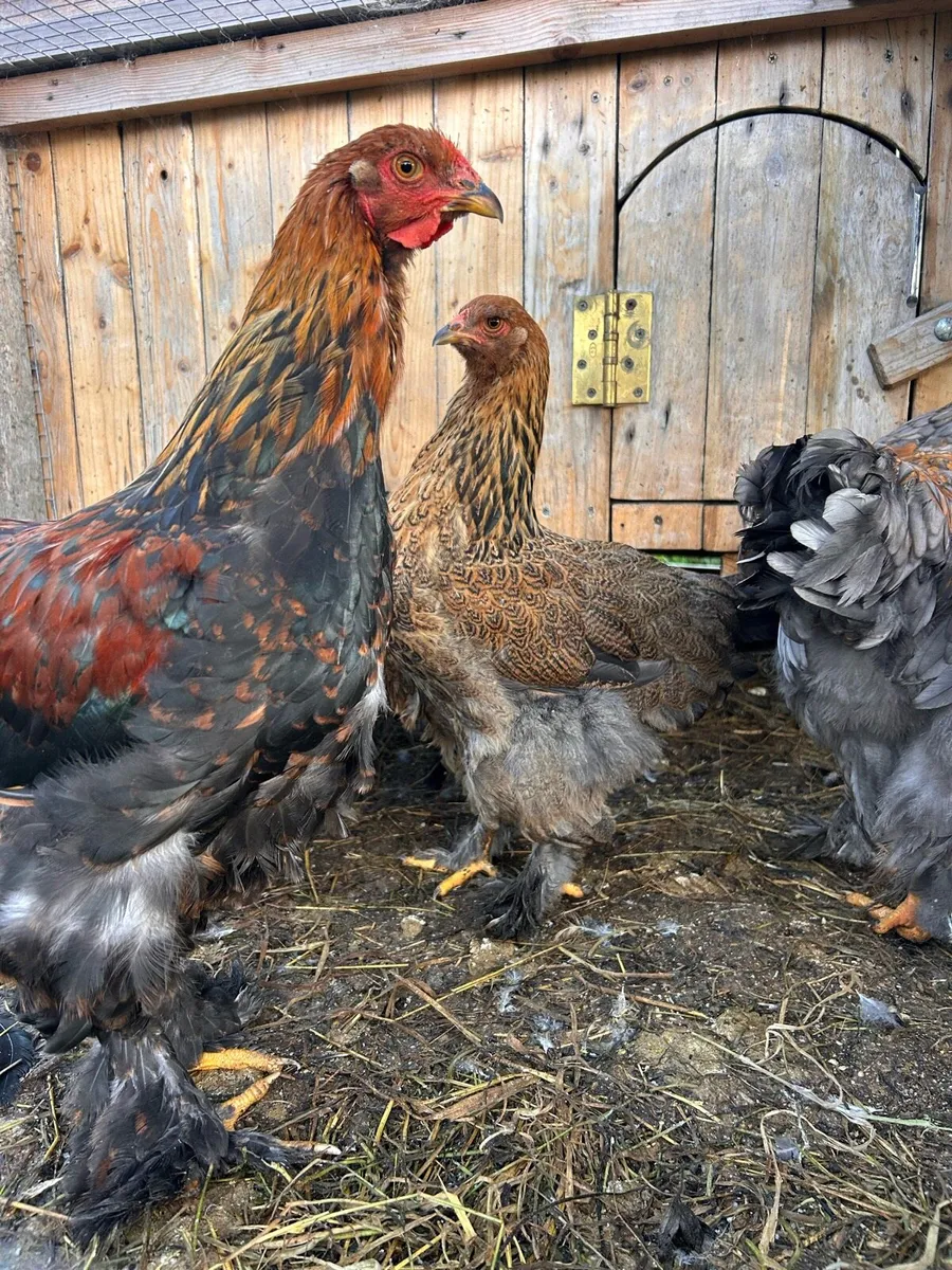 Purebred Brahma Pairs and Trios - Image 1