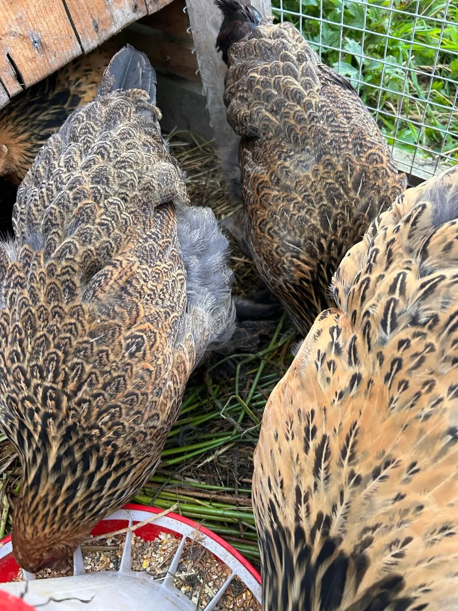 Purebred Brahma Pairs and Trios - Image 2