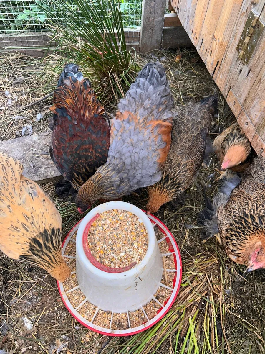 Purebred Brahma Pairs and Trios - Image 4