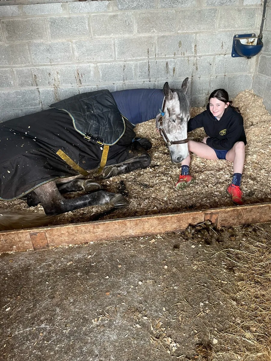 8 year old 148 pony. - Image 2