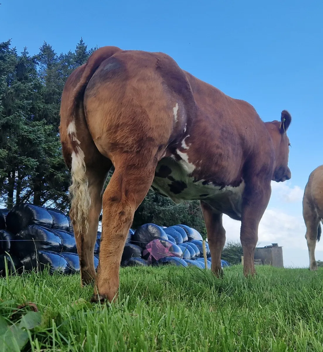Lot number 856 857 858Gortatlea Show and Sale - Image 1