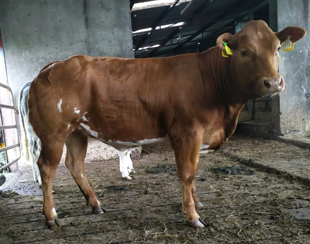Lot number 856 857 858Gortatlea Show and Sale - Image 3