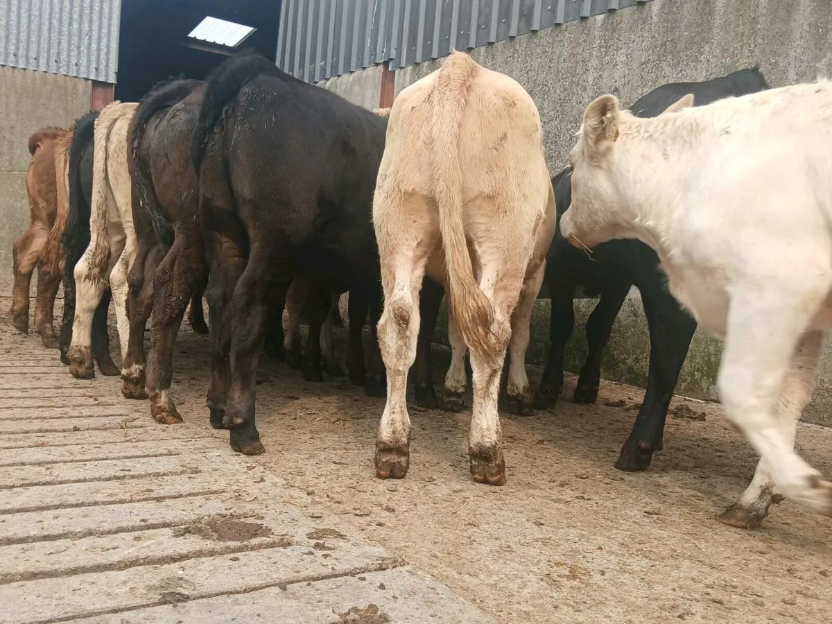 10  Super Heifer Weanlings - Image 1