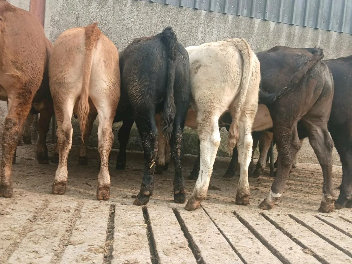 10  Super Heifer Weanlings - Image 2