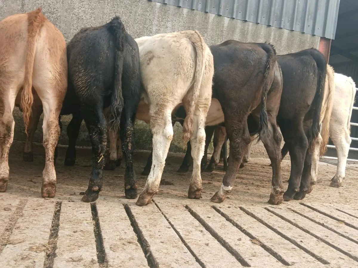 10  Super Heifer Weanlings - Image 3