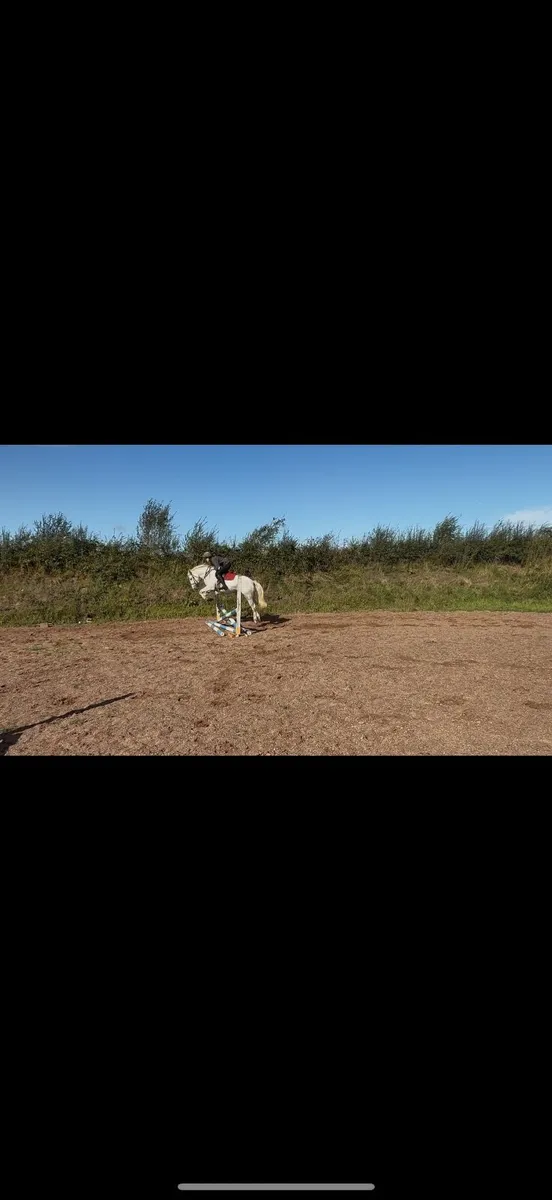 Child’s pony - Image 2